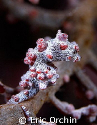 Pigmy Seahorse.. D100 with 105mm. by Eric Orchin 